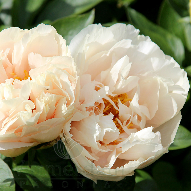 Just Peachy | Warmerdam Paeonia